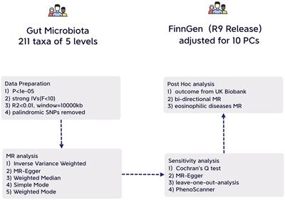 Casual effects of gut microbiota on risk of infections: a two-sample Mendelian randomization study